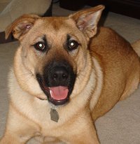 airport lost-and-found dog, Daisy