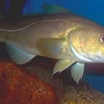 Atlantic Cod, photo by NOAA