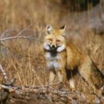 Sierra Nevada red fox - US forest-service