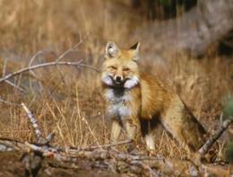 Sierra Nevada red fox - US forest-service