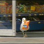 seagull is a shoplifter