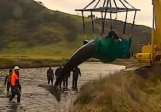 whale rescue video from BBC