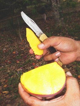 Mango-cut-w-Knife-news21-photo