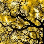 Tree Yellow sky-Giampaolo Macorig-Flickr-CC-600px