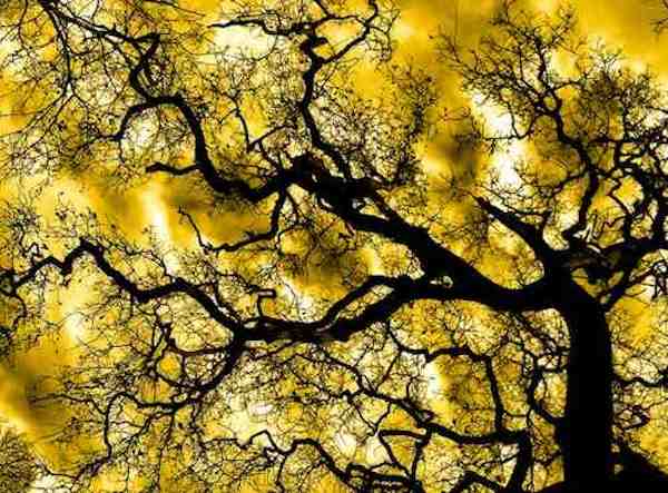 Tree Yellow sky-Giampaolo Macorig-Flickr-CC-600px