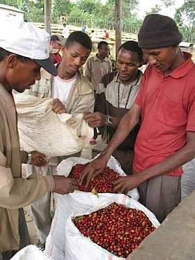 Sidama coffee-coop in Mexico -Just Coffee coop photo