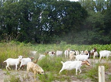 TREES ATLANTA photo of goats ready to eat kudzu