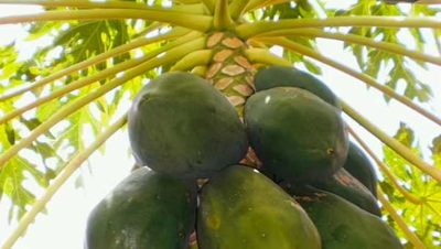 Mango tree - News21.com photo