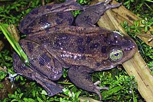 Oregon spotted frog photo, Dept. of Fish and Wildlife