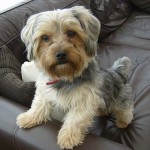 Yorkshire Terrier Jordan-Wilson-CC