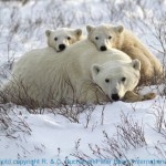 polar-bear-wcubs-polar-bear-international-RandCBuchanan
