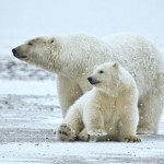 polar bear with cubs, naturespicsonline.com by Alan-Wilson-CC