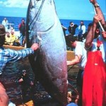 bluefin tuna catch, NOAA photo