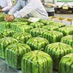 square japanese watermelons