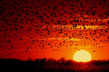 Blackbird-flock-at-sunset-pubdomain