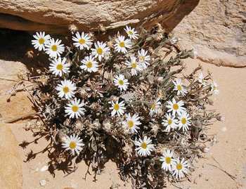 Maguire daisy photo, USDA