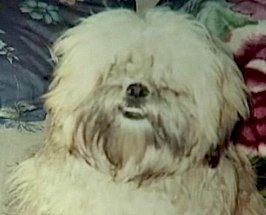 shihtzu Prince reappears on family doorstep 5 yrs later