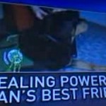 Hero the therapy dog on Fox News-graphic