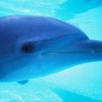 dolphin-underwater-sunstar