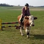 cow showjumper from Telegraph video
