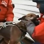 dog-rescued-3wks-post-tsunami-japan-ITNvid