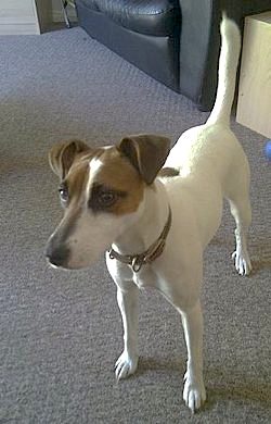 photo of Jack Russell Terrier by Alan D via flick