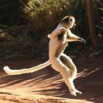 lemur in Madagascar by Neil Strickland -CC license