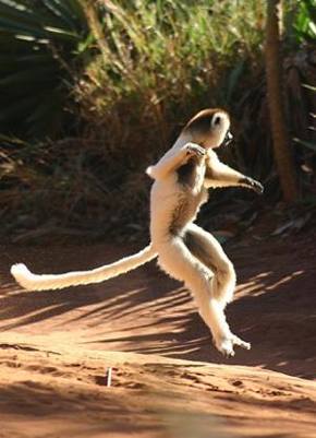 lemur in Madagascar by Neil Strickland -CC license