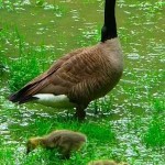 Mother goose and 2 goslings