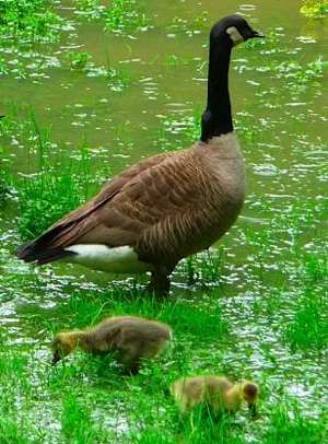 Mother goose and 2 goslings