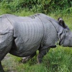 rhinoceros-One-horned-Nepal-Wikimedia-Commons