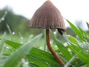 Psilocybe mexican, species of psilocybin mushroom -Cactu-CC