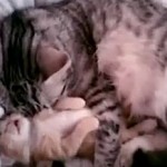 cat-w-kitten-bad-dreams