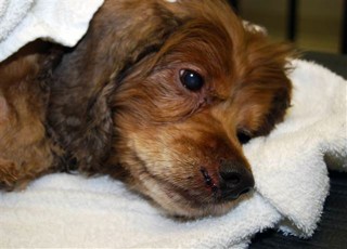 injured dog file photo UM News