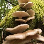 mushrooms -by Jorg-Hempel, CC license