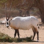 Arabian Oryx in Israel, photo by MathKnight, via wikipedia -CC