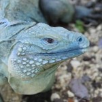 Blue iguana photo by Julie Larsen-Maher/Wildlife Conservation Society