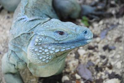 Blue iguana photo by Julie Larsen-Maher/Wildlife Conservation Society