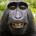 crested-black-Macaque-David-slater-self-portrait
