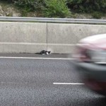 kitten on freeway