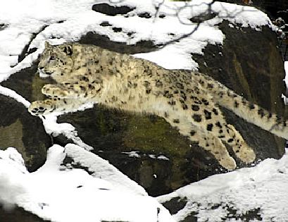 Snow leopard - WCS photo