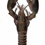lobster-uncooked