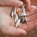 Handful of shiners - Texas Parks And Wildlife Dept