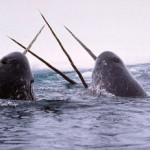 narwhals joust