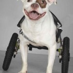 wheelchair-dog-Richard-Allen-Schlossberg