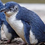 Little Blue Penguin - Photo by Fir0002-Flagstaffotos GNU license