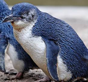 Little Blue Penguin - Photo by Fir0002-Flagstaffotos GNU license