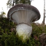 Mushroom Gomphidius glutinosus - Wikimedia Commons