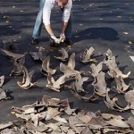 NOAA agent counts confiscated shark fins
