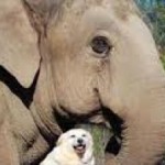 elephant and dog in TN sanctuary